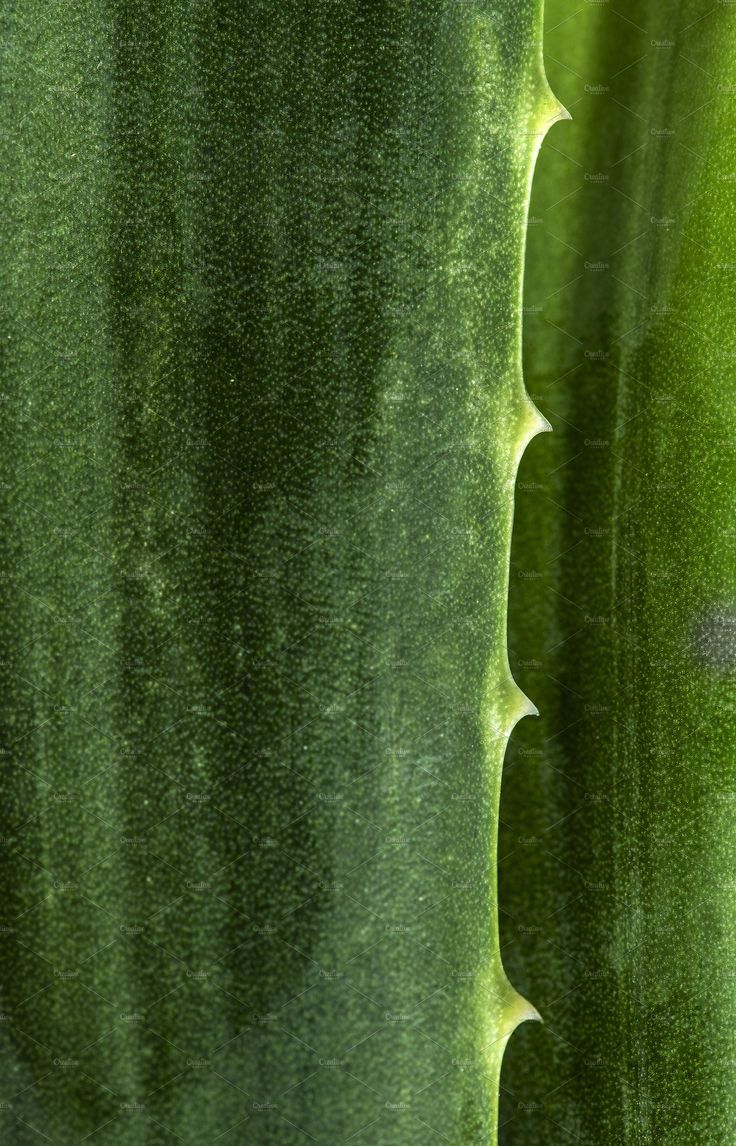 Say Aloe To The Plant Made For Pleasure